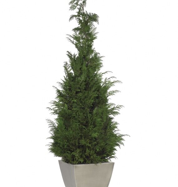 Säilitatud puud. Forgreenerlife.com