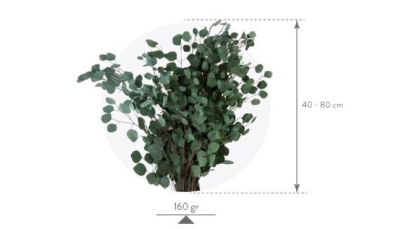 Eukalüpt Populus punane säilitatud oksad Forgreenerlife.com