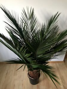 Säilitatud puud. Forgreenerlife.com