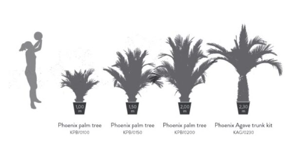 KPB0150-4-palmera-phoenix