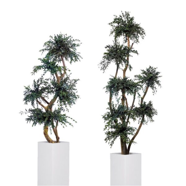 150-2-topiary-parvifolia-tenuifolium