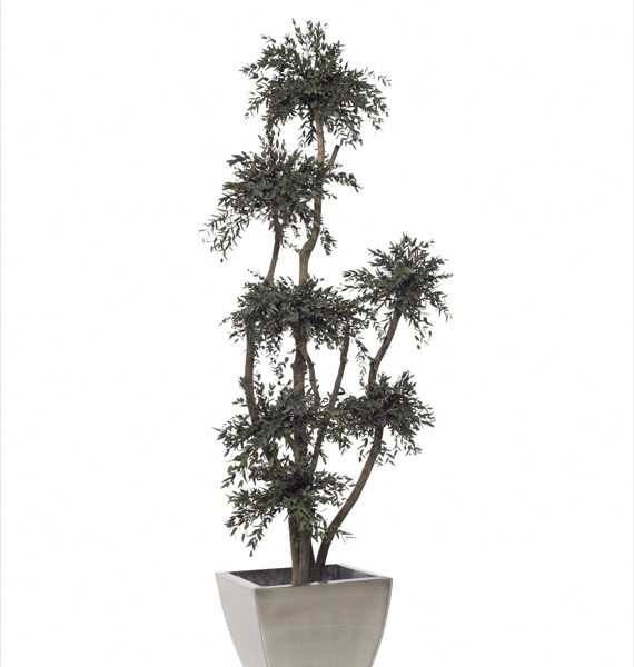 Säilitatud puud. Forgreenerlife.com