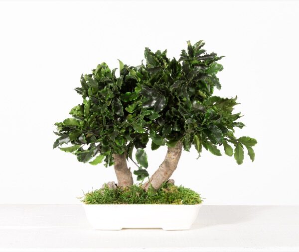 25-1-bonsai-tenuifolium
