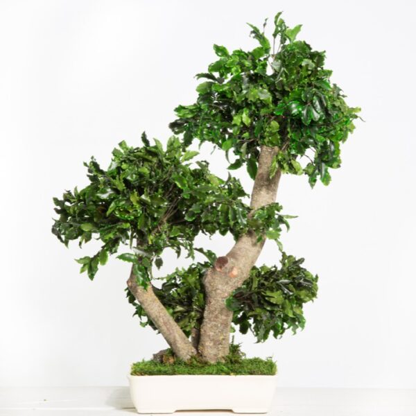 50-1-bonsai-tenuifolium