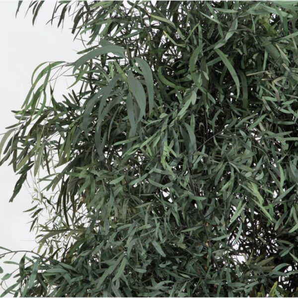 Säilitatud puud. Forgreenerlife.com