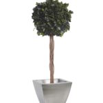 BHE0110-1-topiary-hedera