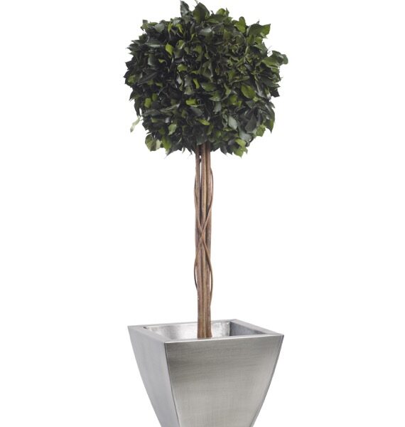 BHE0110-1-topiary-hedera