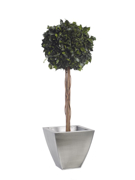 BHE0110-1-topiary-hedera