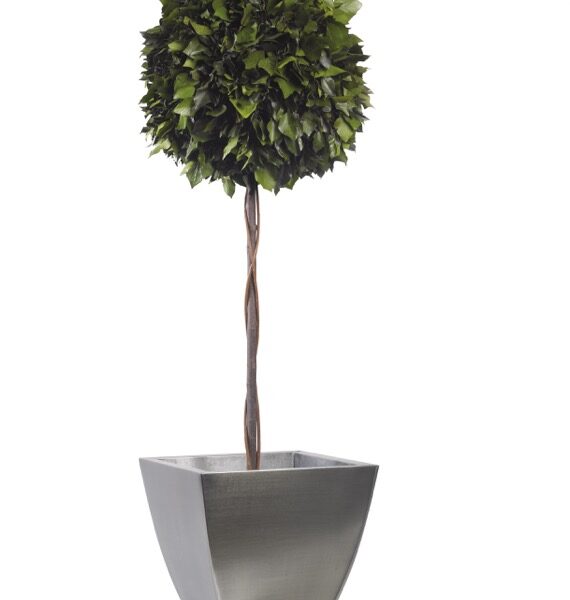 Säilitatud puud. Forgreenerlife.com