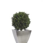 BPI0104-1-topiary-thuja-tenuifolium