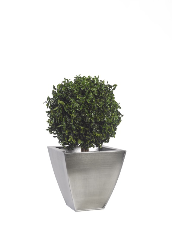 BPI0104-1-topiary-thuja-tenuifolium