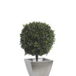BPI0105-1-topiary-thuja-tenuifolium