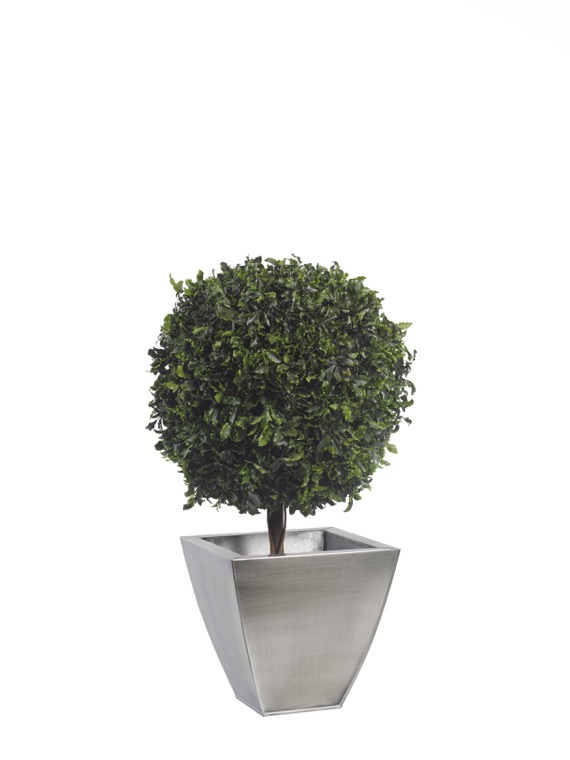 BPI0105-1-topiary-thuja-tenuifolium