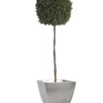 BPI0114-1-topiary-thuja-tenuifolium