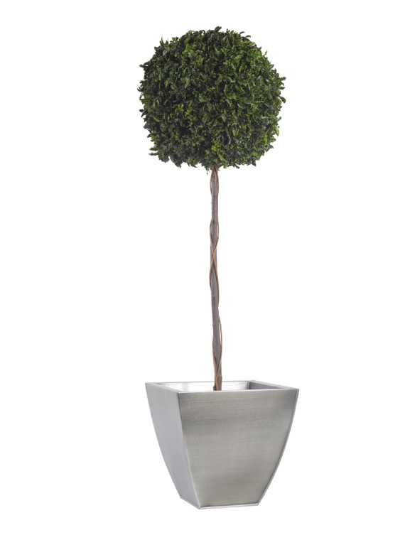 BPI0114-1-topiary-thuja-tenuifolium