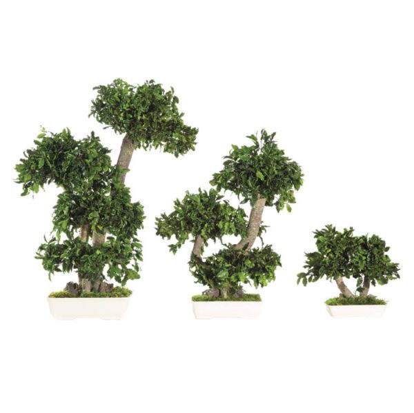 BPI25-2-bonsai-tobira-tenuifolium-600×599