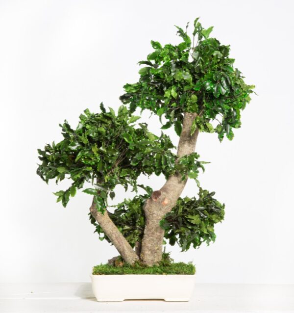 BPI50-1-bonsai-tobira-tenuifolium (1)