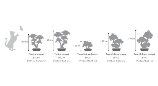BPI50-4-bonsai-tobira-tenuifolium