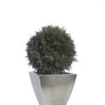 BTH0104-1-topiary-thuja-tenuifolium (1)