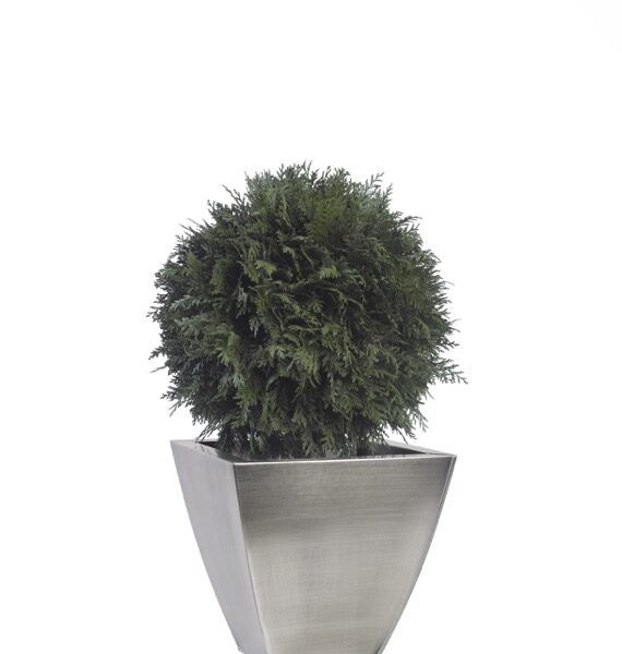 BTH0104-1-topiary-thuja-tenuifolium (1)