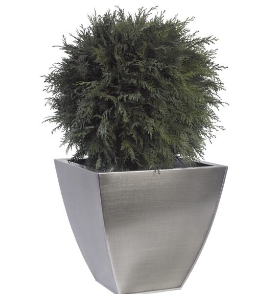BTH0105-1-topiary-thuja-tenuifolium