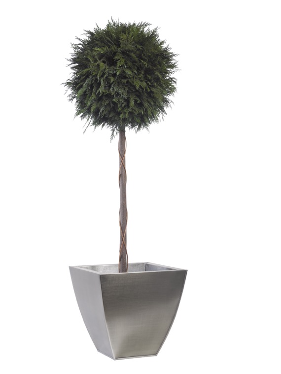 BTH0114-1-topiary-thuja-tenuifolium