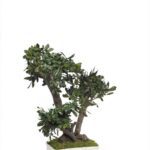 BTO50-1-bonsai-tobira-tenuifolium