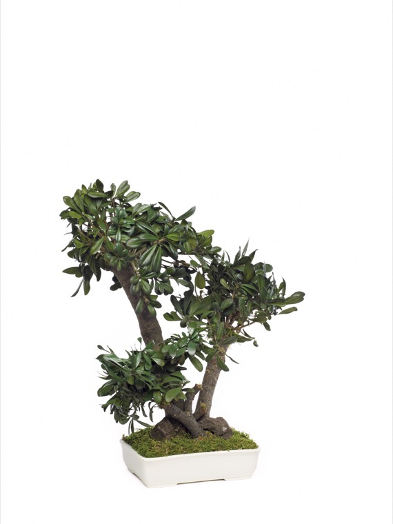 BTO50-1-bonsai-tobira-tenuifolium