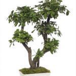 BTO70-1-bonsai-tobira-tenuifolium