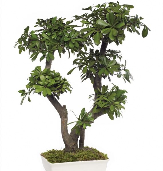 Säilitatud puud. Forgreenerlife.com