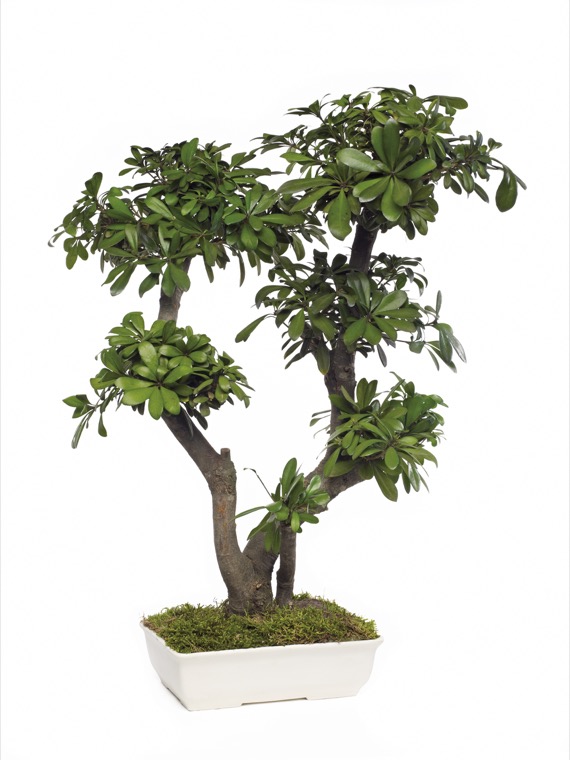BTO70-1-bonsai-tobira-tenuifolium
