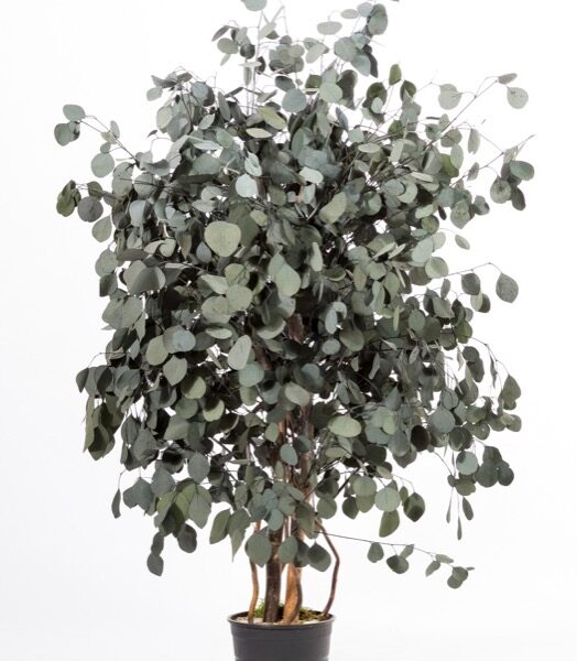 Säilitatud puud. Forgreenerlife.com