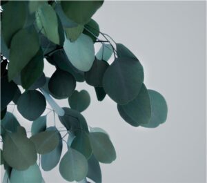 Säilitatud puud. Forgreenerlife.com