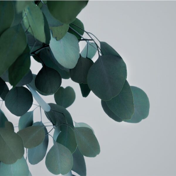 Säilitatud puud. Forgreenerlife.com