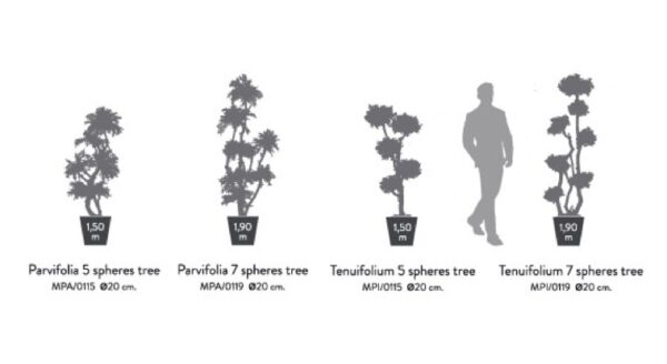 mõõt topiary-parvifolia-tenuifolium