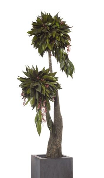 Säilitatud puud. Forgreenerlife.com