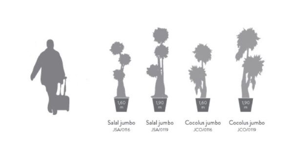 JCO0116-4-jumbo-cocolus-salal