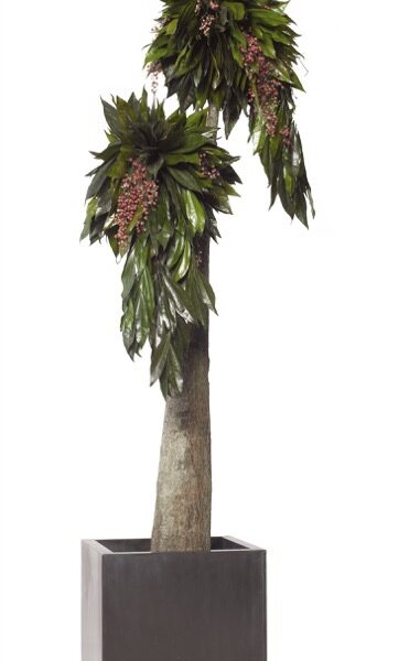 JCO0119-1-jumbo-cocolus-salal