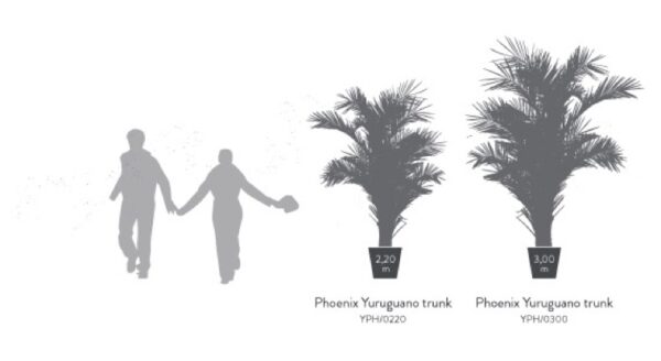 YPH0220-4-palmera-phoenix