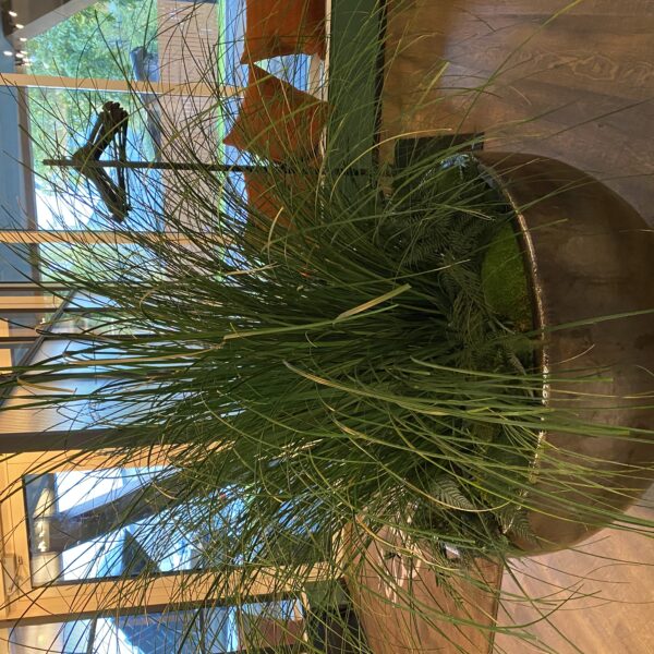 Taimede ja kõrreliste kastid. Kunst ja säilitatud taimed. Forgreenerlife.com