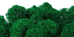 Põdrasamblikust paneel