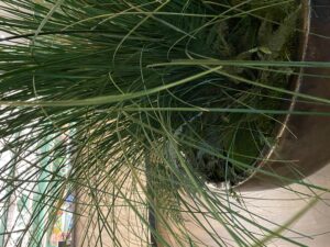 Taimede ja kõrreliste kastid. Kunst ja säilitatud taimed. Forgreenerlife.com