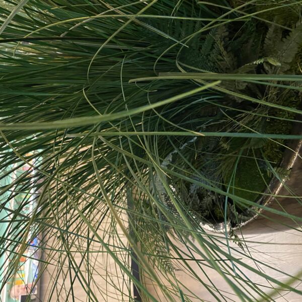 Taimede ja kõrreliste kastid. Kunst ja säilitatud taimed. Forgreenerlife.com