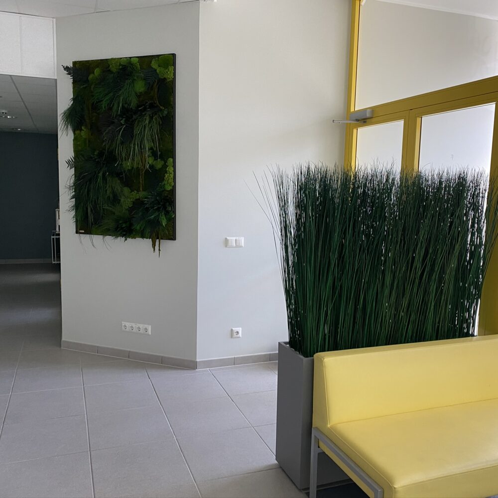 Säilitatud taimedest pilt ja Steel grass kõrrelised.