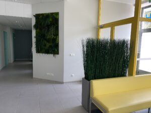 Säilitatud taimedest pilt ja Steel grass kõrrelised.