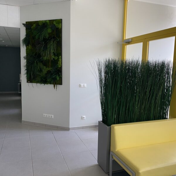 Säilitatud taimedest pilt ja Steel grass kõrrelised.