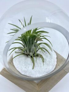 Õhutaim klaasist keras