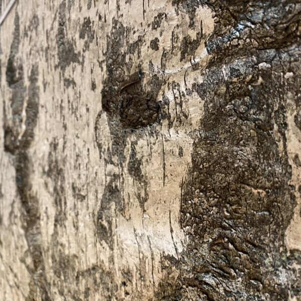 92B09327-1ECC-40D4-AA87-3A1D67923DD3