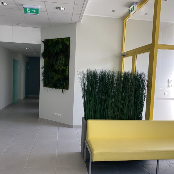 Taimede ja kõrreliste kastid. Kunst ja säilitatud taimed. Forgreenerlife.com