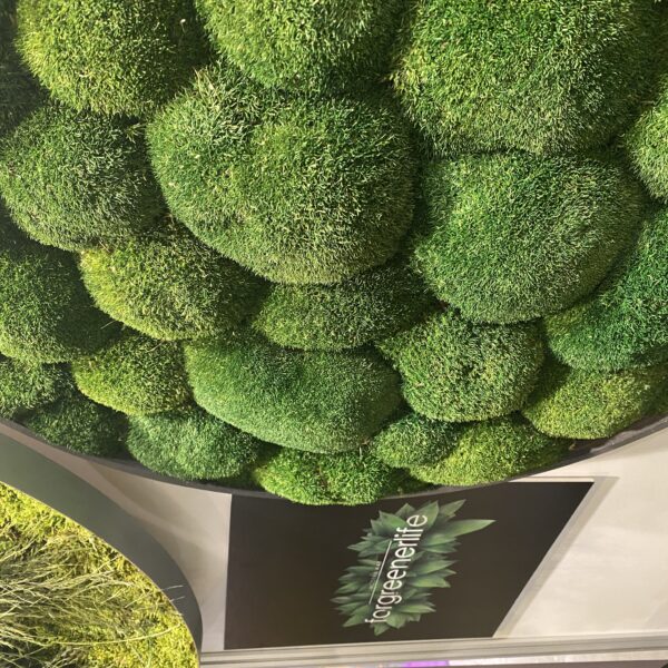 Bunmoss ehk mätassamblikust pilt